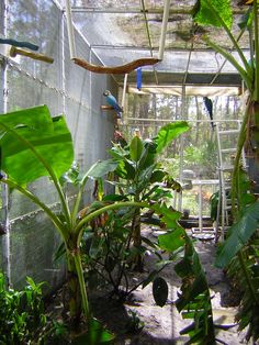 the inside of a greenhouse filled with lots of plants and birds perched on top of them