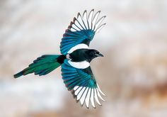 a blue and white bird flying through the air