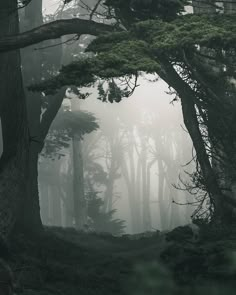 foggy forest with tall trees in the foreground