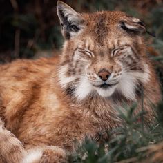 a close up of a cat laying in the grass