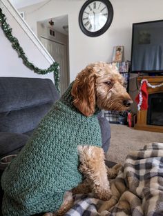 a brown dog sitting on top of a blanket