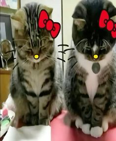 two cats sitting next to each other in front of a mirror with red bows on their ears