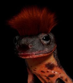 an animal with red hair on it's head sitting in front of a black background