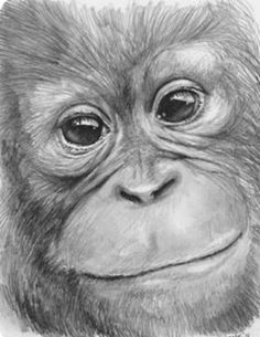 a pencil drawing of a monkey's face