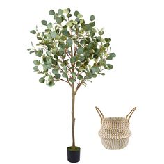 a small potted tree next to a basket with leaves on it and a white background