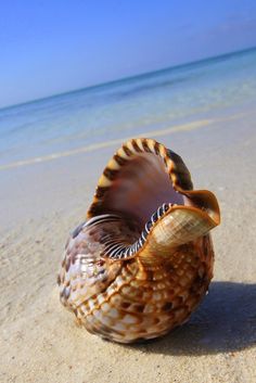 an open seashell sitting on the sand at the beach