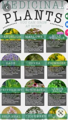 the medical plants you can grow at home info sheet with instructions on how to use them