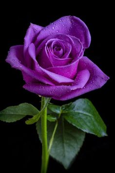 a purple rose with water droplets on it's petals and the words in spanish