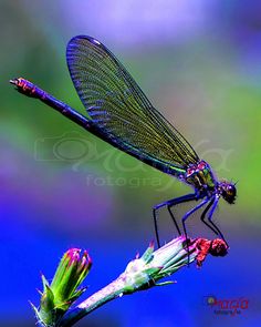 a blue dragonfly sitting on top of a flower