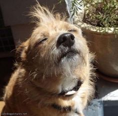 a brown dog sitting next to a potted plant