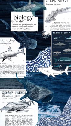 several different types of sharks are shown in this graphic art work, which includes an image of