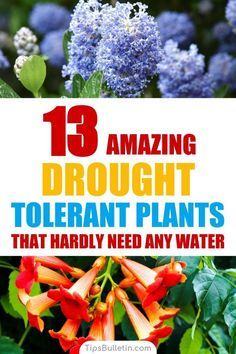 flowers with the words 13 amazing drought tolerant plants that hardly need any water