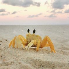 a yellow crab sitting on top of a sandy beach