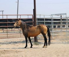 a brown horse standing in the dirt next to a fence and some poles with buildings behind it