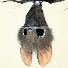 a drawing of a bat hanging upside down