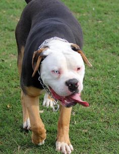 a brown and white dog standing on top of a lush green field