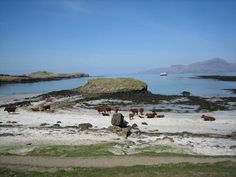 cows are grazing on the beach by the water's edge, while a boat is in the distance