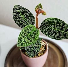 a small potted plant with green leaves