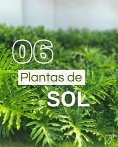 the words plantas de sol are in front of some green plants