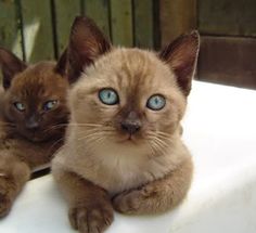 two kittens sitting on top of a white table with one looking at the camera