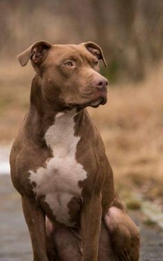 a brown and white dog sitting on top of a wet ground next to a forest