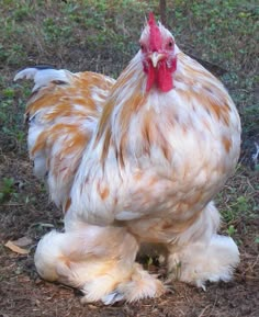 a brown and white chicken standing on the ground