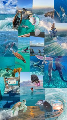 the collage shows many different images of animals and people swimming in the ocean together