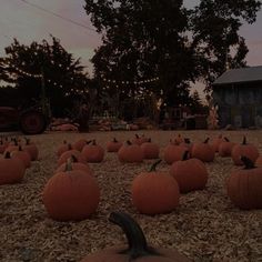 pumpkins on the ground in front of a barn at dusk with lights strung from trees