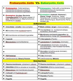 the differences between prokarotic cells and eukartic cells in humans are shown