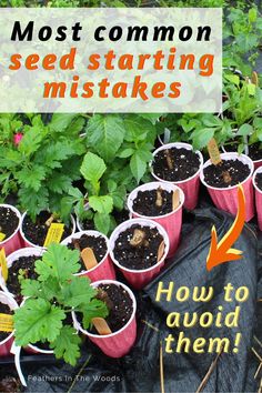 many seed starting plants are planted in plastic cups with the words, most common seed starting mistakes how to avoid them