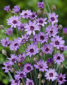 a bunch of purple flowers that are in the grass