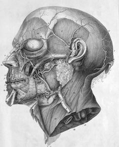 a drawing of a human head with multiple parts attached to the neck and upper part