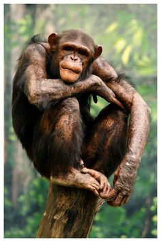 a chimpan sitting on top of a tree in front of some trees and bushes