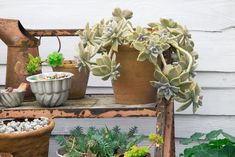 several potted plants sitting on top of a wooden shelf