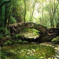 an old stone bridge over a small stream in the middle of a lush green forest