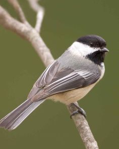 a small bird perched on top of a tree branch