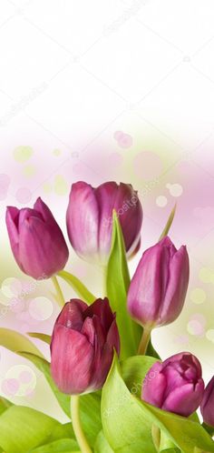 pink tulips with green leaves against a white and pink background stock photo 1047982