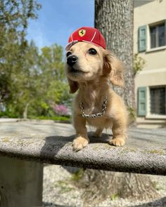 a small dog wearing a red hat on top of a cement bench next to a tree