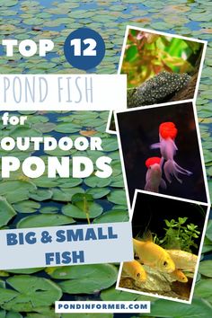 the top 12 pond fish for outdoor pondes and small fish are featured in this postcard