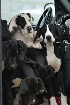 a group of black and white dogs sitting in the back seat of a car together