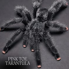 a close up of a spider on a black background with the words pink toe tarantula