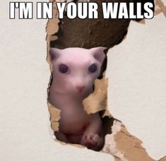 a cat looking through a hole in the wall that says, i'm in your walls