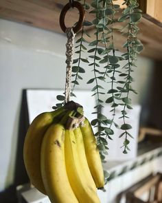 bunches of bananas hanging from hooks on a kitchen counter with greenery in the background