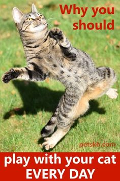 a cat jumping up in the air to catch a ball with it's paws