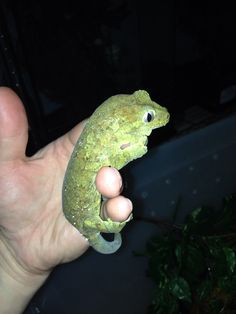 a hand holding a small green frog in it's palm