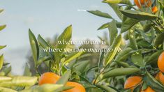 there are many oranges growing on the tree and one is saying, where you are as where you are meant to be