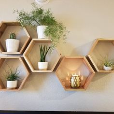 four hexagonal shelves with plants on them against a wall in a living room