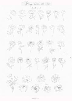 an image of flowers drawn in pencil on paper