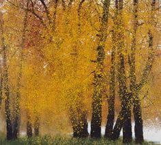 trees with yellow leaves in the fall