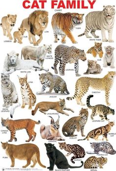 a poster with different types of cats on it's sides and the words, cat family